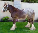 Gawbridge Fancy Vancey, Yearling Colt