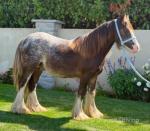 Gawbridge Fancy Vancey, Yearling Colt