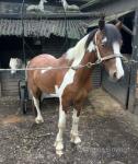 Driving Gelding