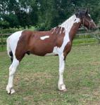 Driving Gelding