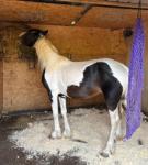 12.3hh Stallion