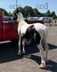 12.3hh Stallion