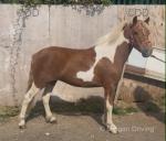 12.1hh Ride & Drive Mare 