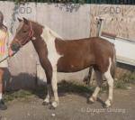 12.1hh Ride & Drive Mare 