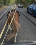 12.1hh Ride & Drive Mare 