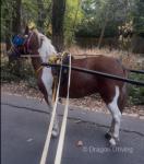 12.1hh Ride & Drive Mare 