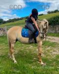 Tia, 14.3hh Andalusion Mare