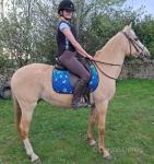 Tia, 14.3hh Andalusion Mare