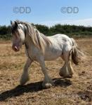 15hh Ride and Drive Stallion 