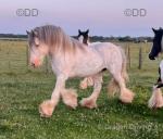 15hh Ride and Drive Stallion 