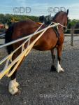 14.3hh Driving Mare