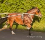 14.3hh Driving Mare