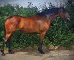 Molly, 16hh ISH Mare