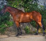Molly, 16hh ISH Mare