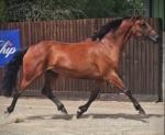 Molly, 16hh ISH Mare