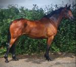 Molly, 16hh ISH Mare