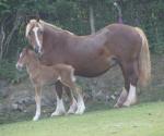 Yearling Welsh Section D Colt