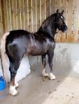 Yearling Welsh Section D Colt