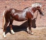 Yearling Welsh Section D Colt