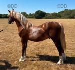 Yearling Welsh Section D Colt