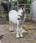 Storm, Yearling Colt
