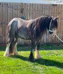 13hh Riding Gelding