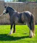 13hh Riding Gelding
