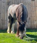 13hh Riding Gelding
