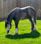 13hh Riding Gelding