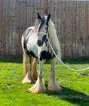 11.1hh Ride & Drive Mare