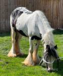 11.1hh Ride & Drive Mare
