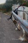 11.1hh Ride & Drive Mare