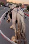 11.1hh Ride & Drive Mare