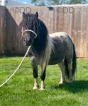7.3hh Shetland Riding Gelding