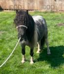 7.3hh Shetland Riding Gelding