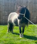 7.3hh Shetland Riding Gelding