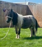 7.3hh Shetland Riding Gelding