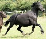 Ffion, 14.2hh Welsh Section D Broodmare