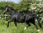 Ffion, 14.2hh Welsh Section D Broodmare