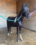 Mini Mouse, Yearling Filly