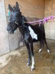 Mini Mouse, Yearling Filly