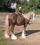 Terforys Reggie, Yearling Colt