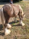 Terforys Reggie, Yearling Colt