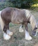Terforys Reggie, Yearling Colt