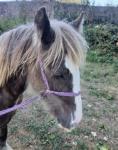Terforys Reggie, Yearling Colt