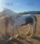 Chia, 14.1hh Mare