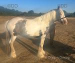 Chia, 14.1hh Mare