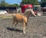 13hh Mare