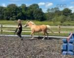 13hh Mare