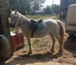 Misty, 13.2hh Mare
